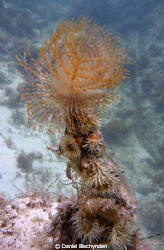 ?????
Tube worm type thing off the rocks in about 6 metr... by Daniel Blechynden 